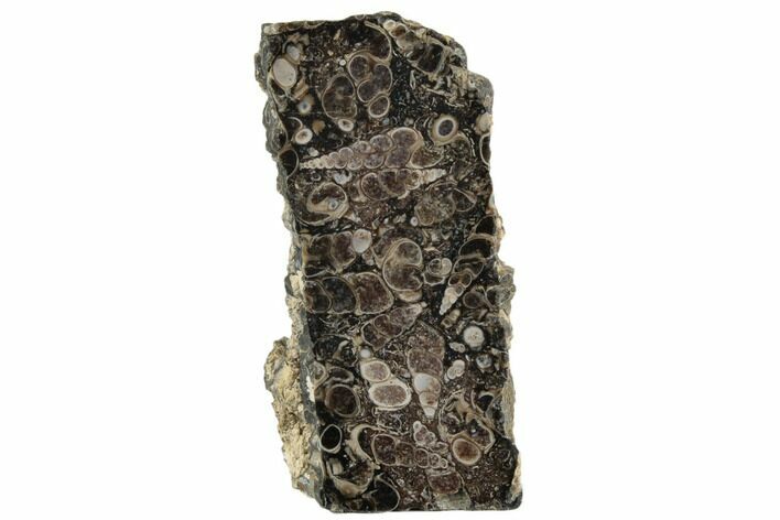 Polished Fossil Turritella Agate Stand Up - Wyoming #193571